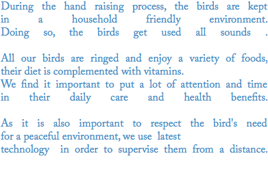 During the hand raising process, the birds are kept in a household friendly environment.  Doing so, the birds get used all sounds .  All our birds are ringed and enjoy a variety of foods, their diet is complemented with vitamins.
We find it important to put a lot of attention and time in their daily care and health benefits.  As it is also important to respect the bird's need for a peaceful environment, we use latest technology in order to supervise them from a distance.  